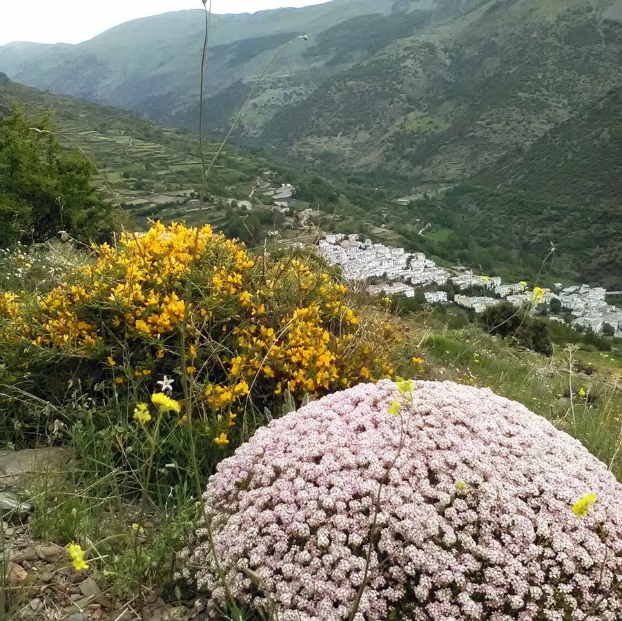 Refugio Alpujarra Alta Acomodação com café da manhã Trevélez Exterior foto